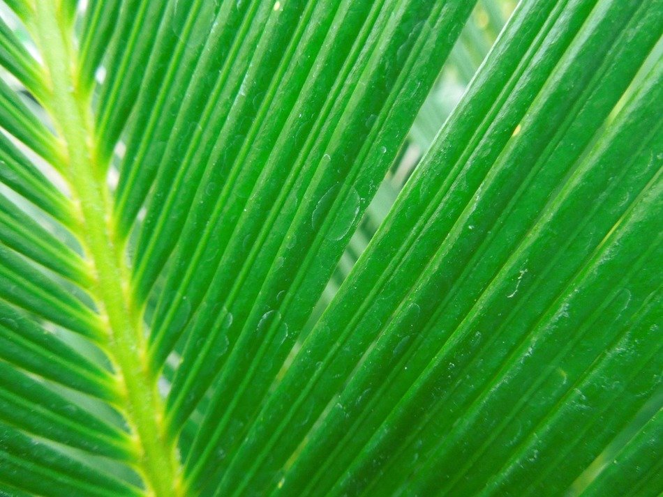 green leaf of cycas close-up