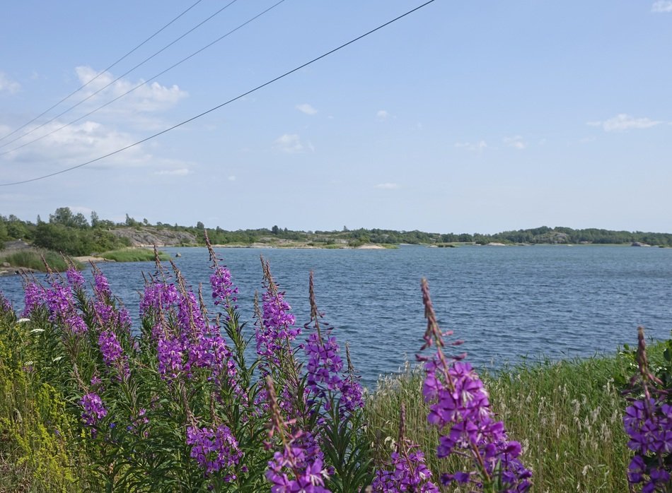 purple flowers near the lake