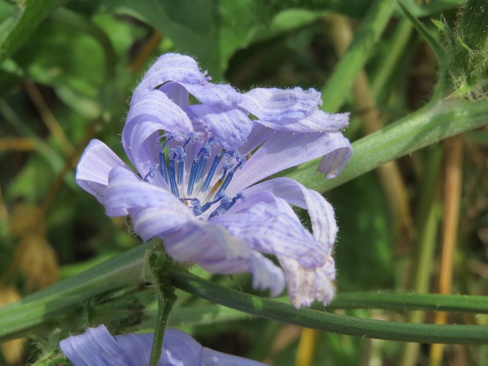 common cichorium intybus