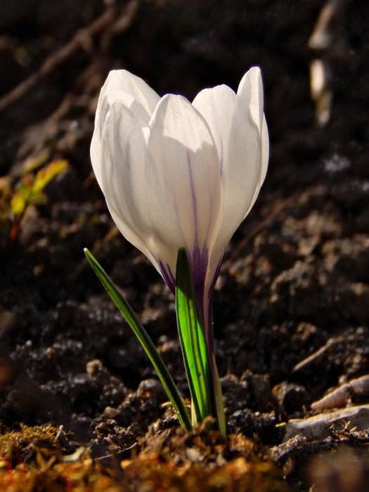 spring white crocus