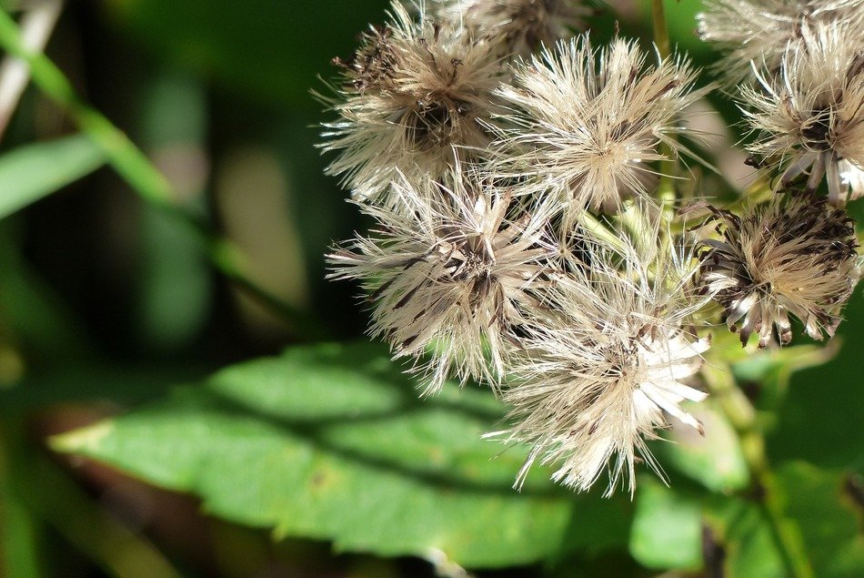fluffy wild plant in the forest