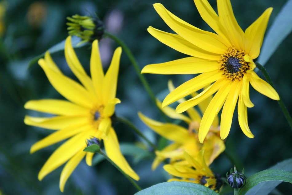 yellow garden plant