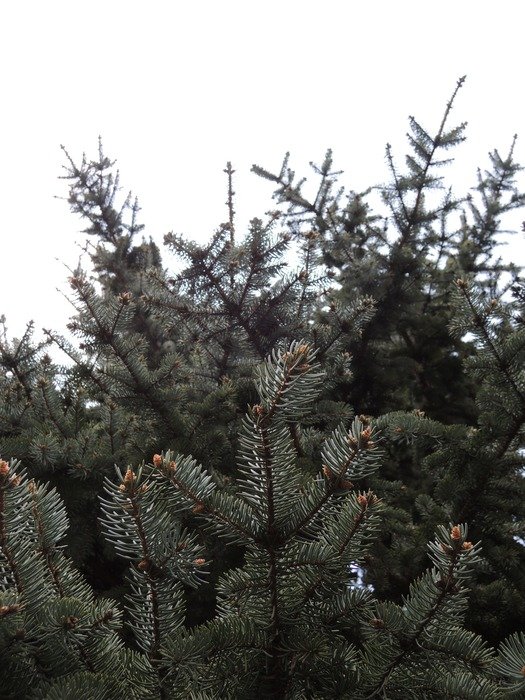 green spiny conifer