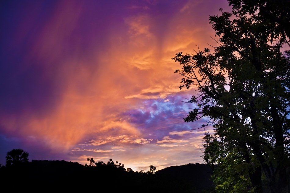 purple orange sunset in the forest