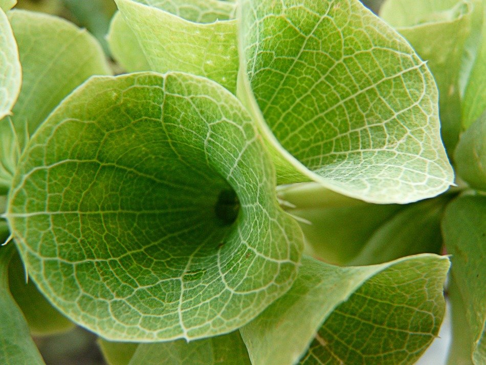 Green chalices in summer close-up