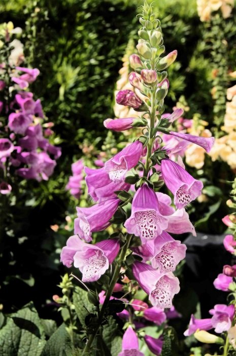 Purple fox glove in a garden free image download