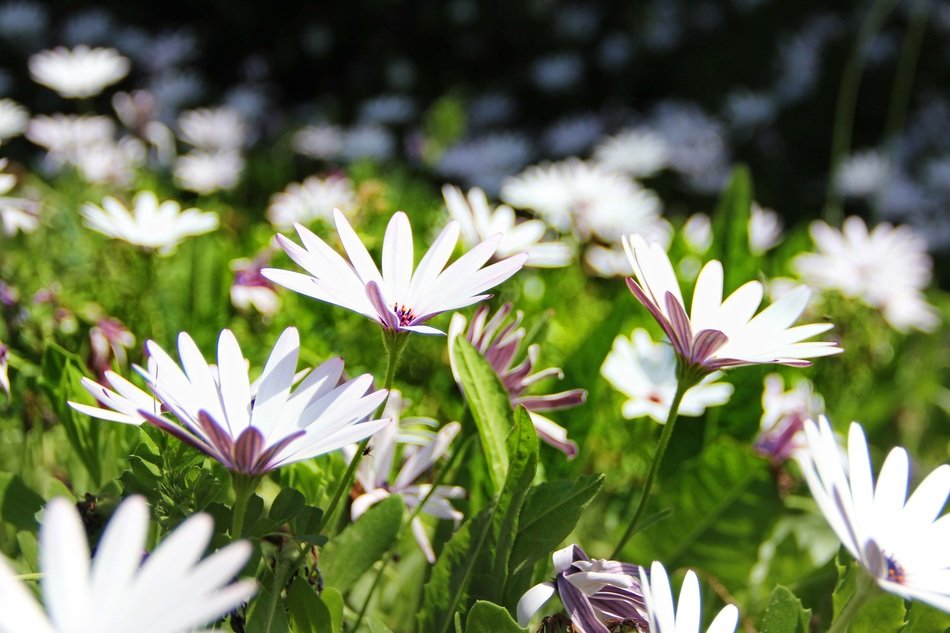white wild flowers on the meadow