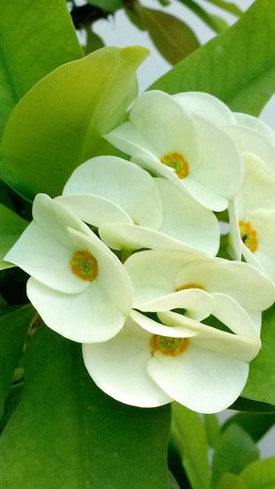 white flowers of green milkweed