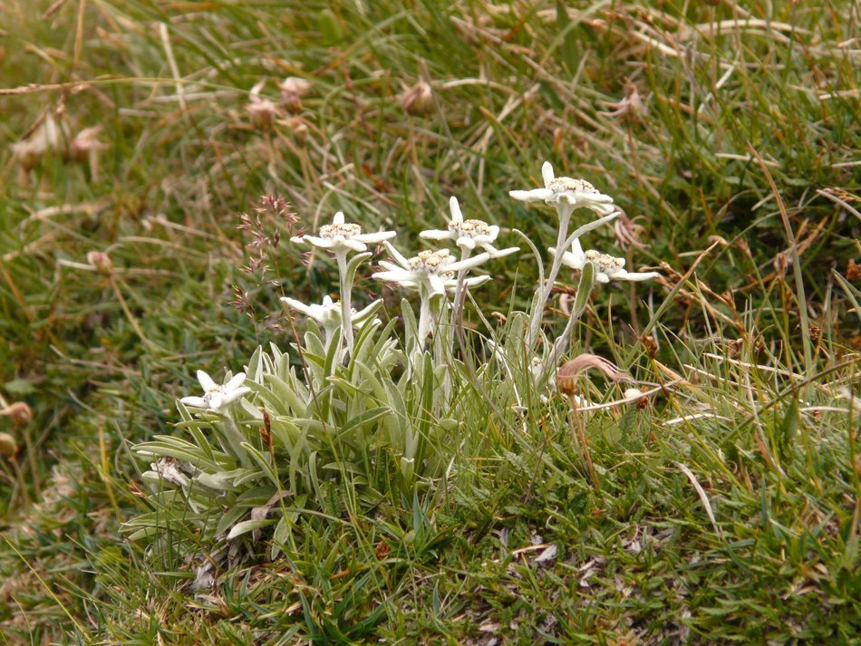 edelweiss in the grass