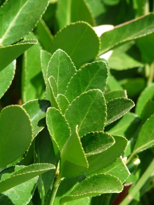 laurus nobilis or spice laurel