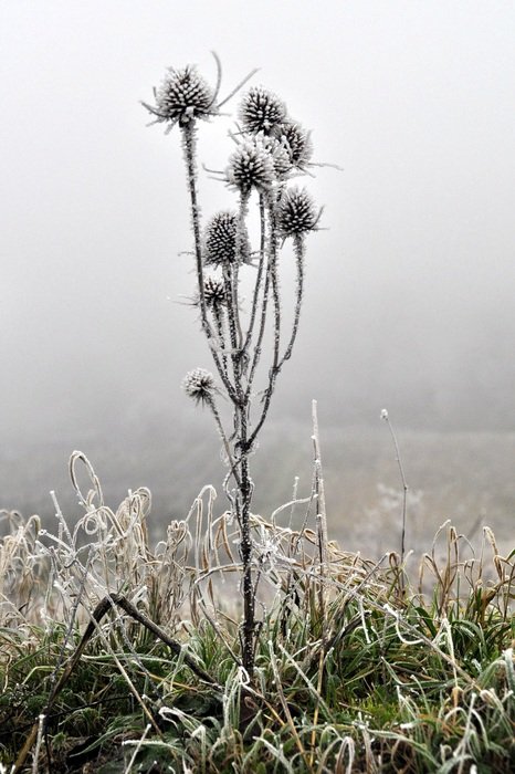 icy wildflower in winter