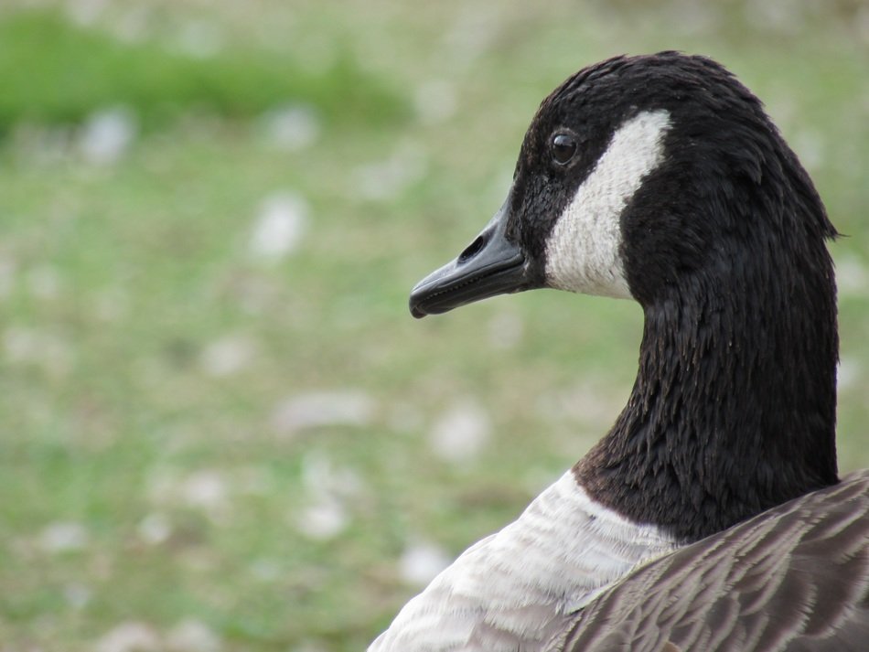 goose with black plumage