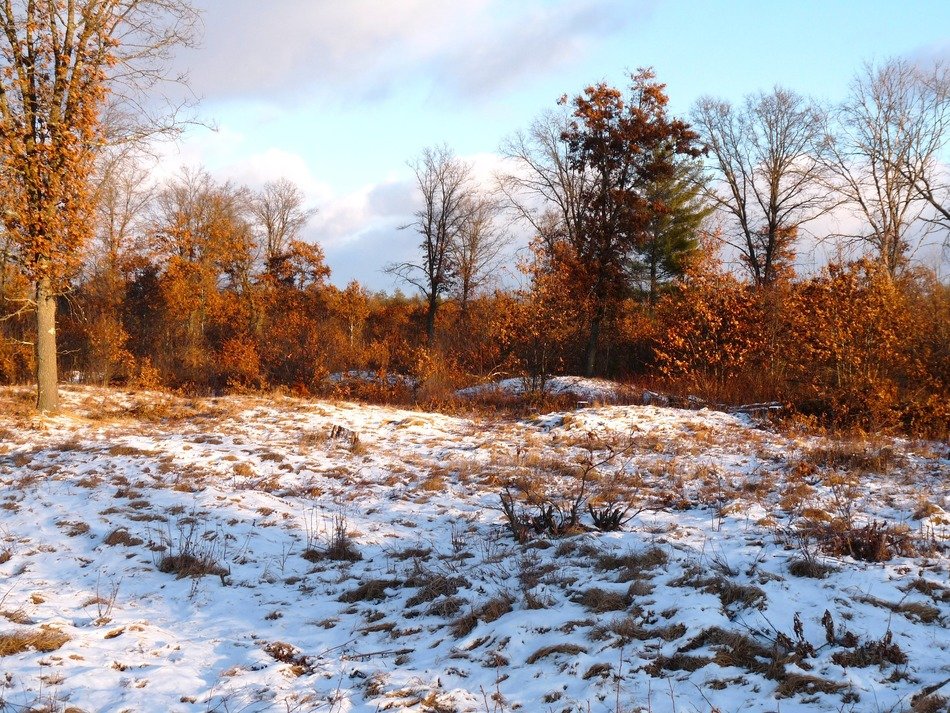 snow on meadow in front of forest at fall, usa, wisconsin