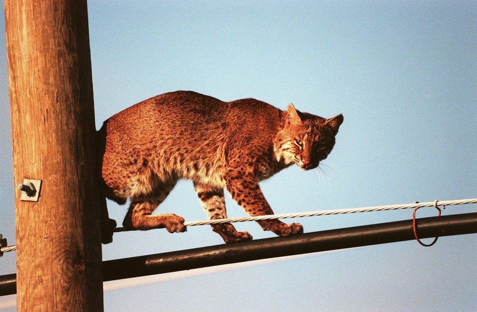 bobcat is standing on the power line