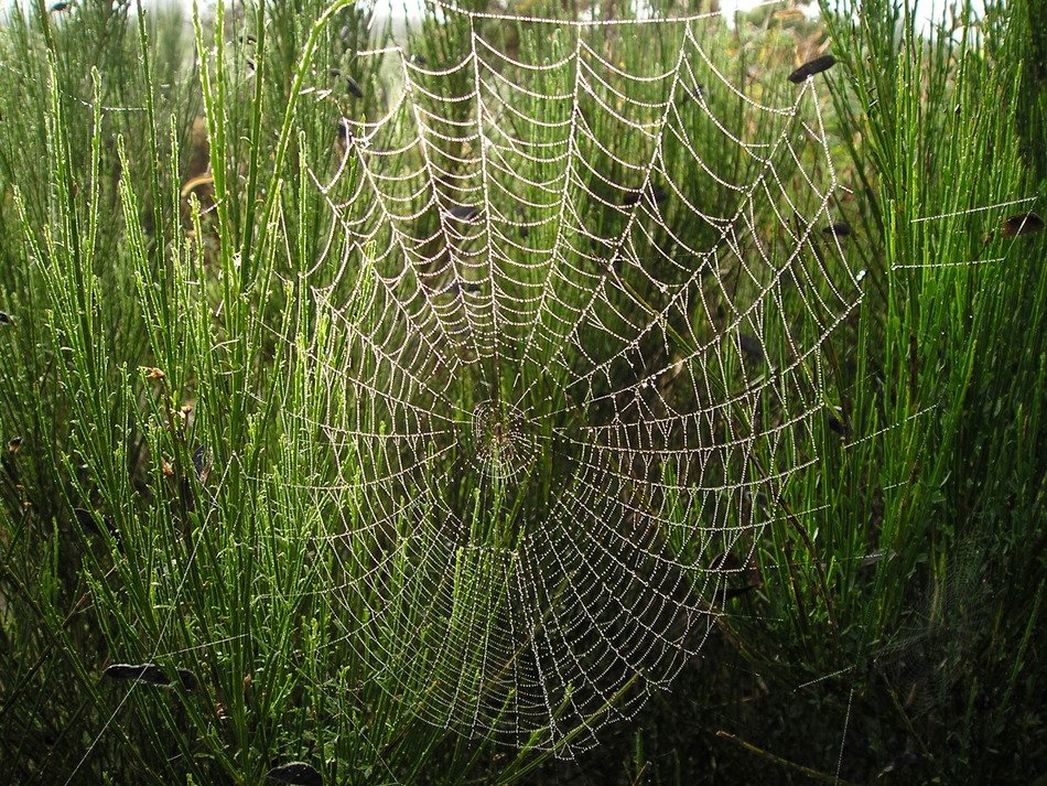 new zealand cobweb
