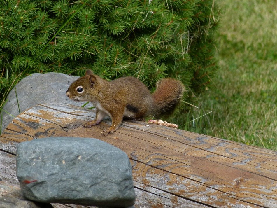 squirrel on the table