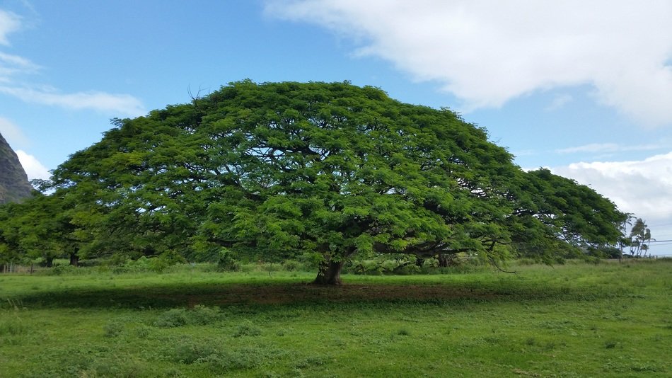 Hawaiian umbrella tree free image download