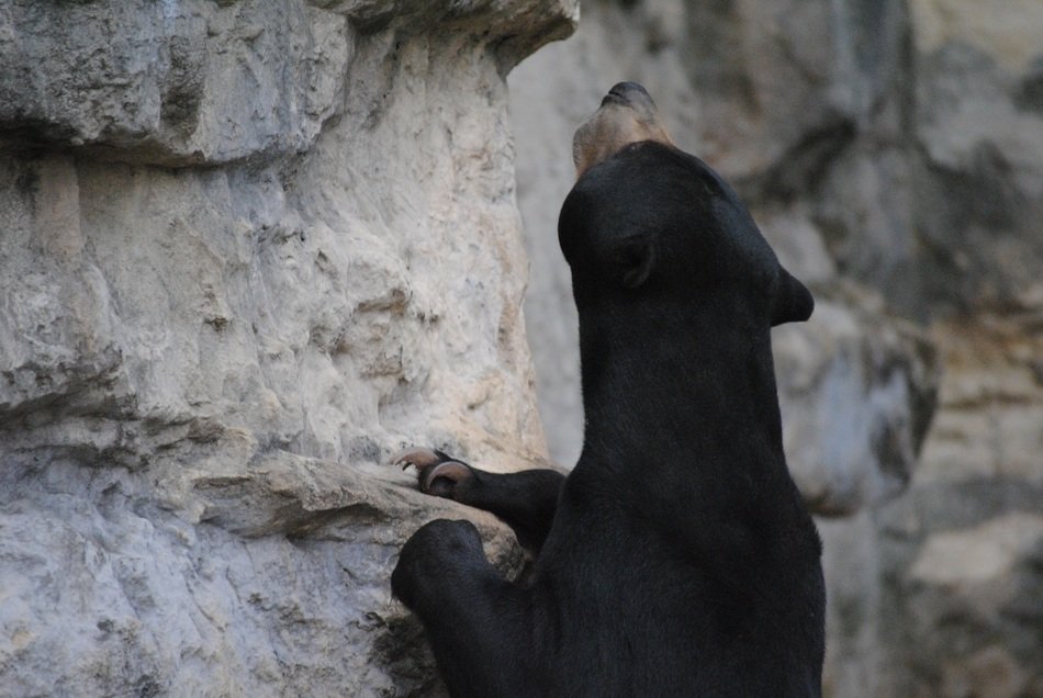fascinating black bear