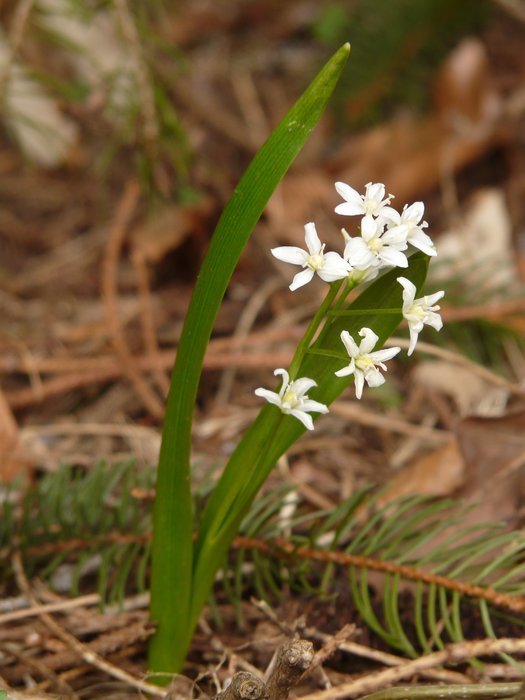 zilla blue star white forest flower