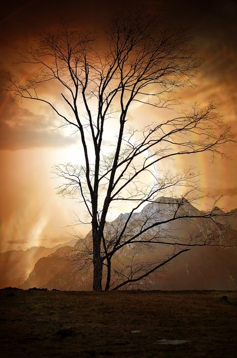 tree on mountain peak background