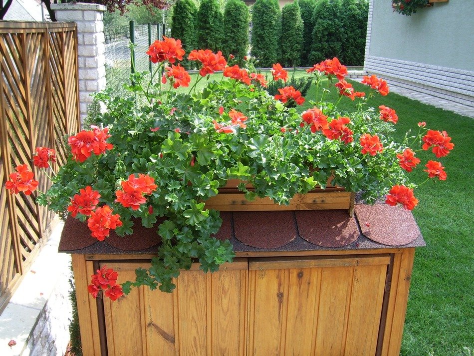 summer flowers as home decoration