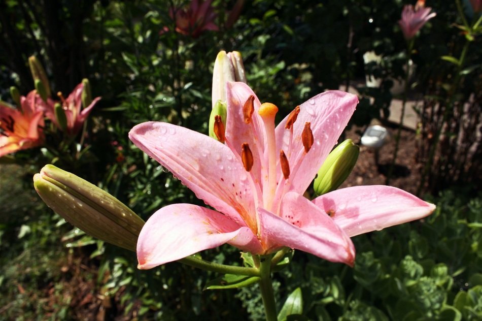 pink lily in the spring garden