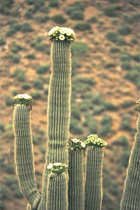 The saguaro is an arborescent cactus species in the monotypic genus