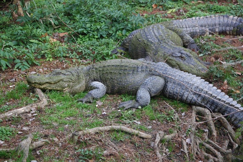 alligators in the natural environment