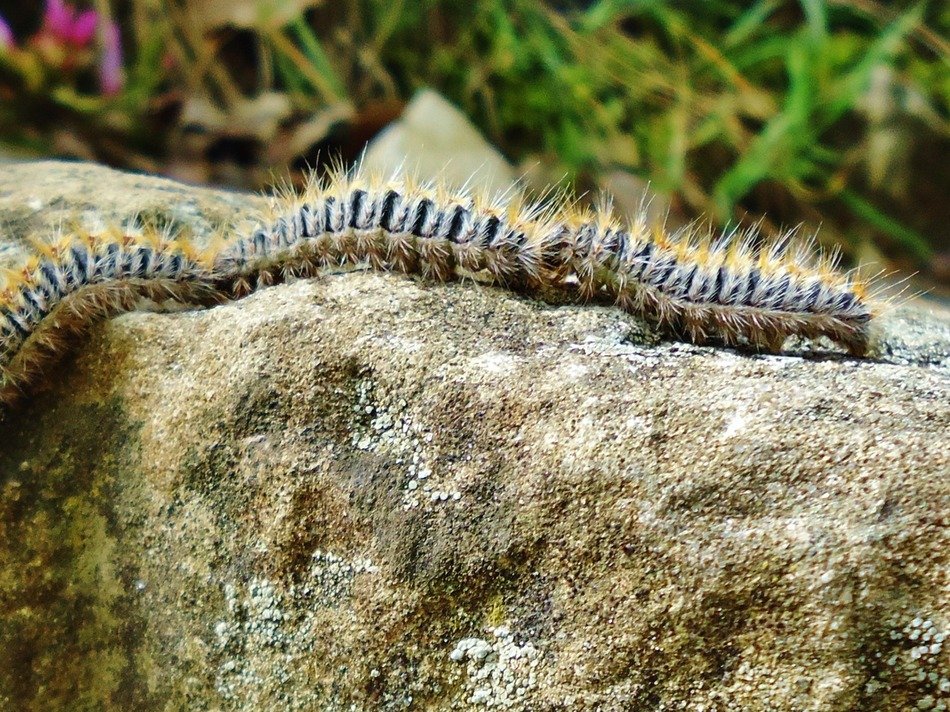 group of caterpillars on the stone