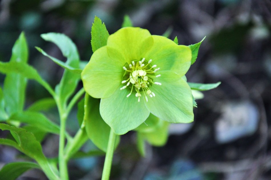 Green natural flower