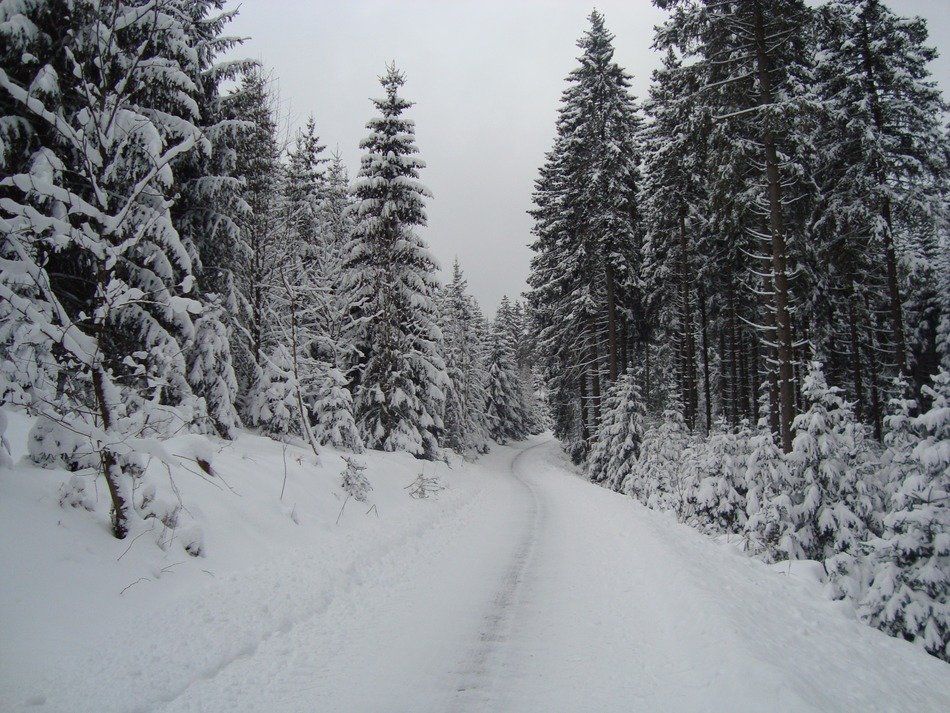 Beautiful road and plants in snow in winter in Winterberg, Germany