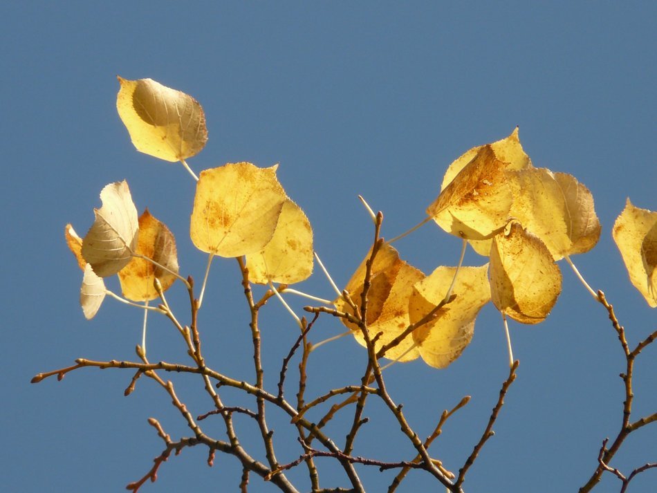 autumn leaves on the branches against the blue sky