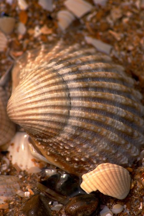Shell under the sunset on the beach