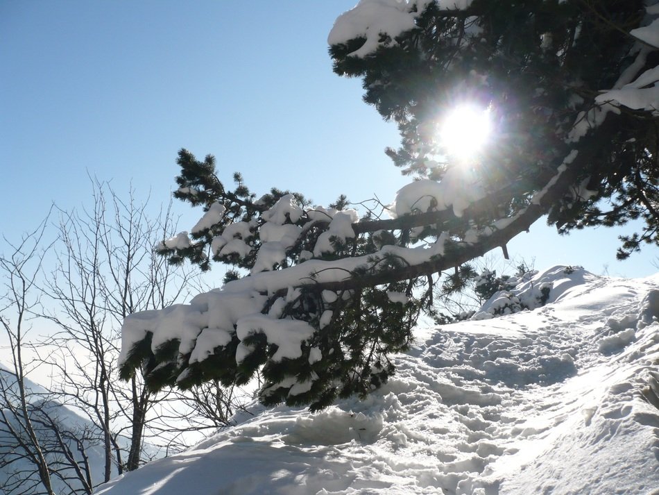 the sun behind the branches of the Christmas tree in winter