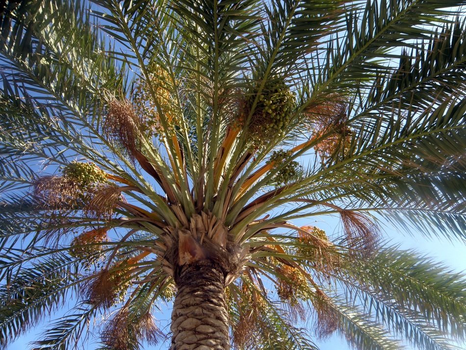 High palm in summer