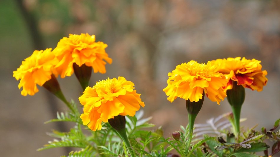 yellow tagetes