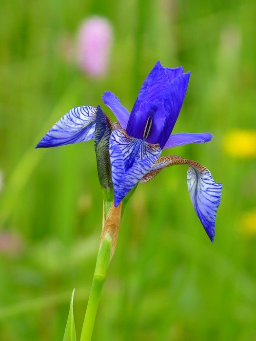 Siberian schwertlilie on the background of green grass