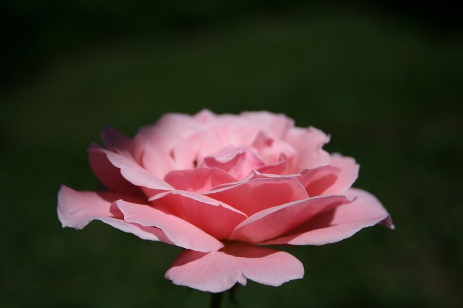 lush pink rose on a dark background