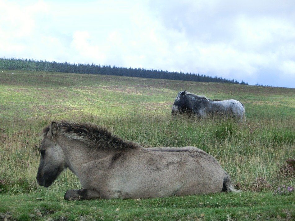 Dartmoor England national park