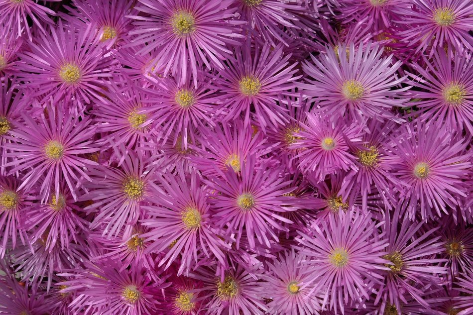 aster blossoms