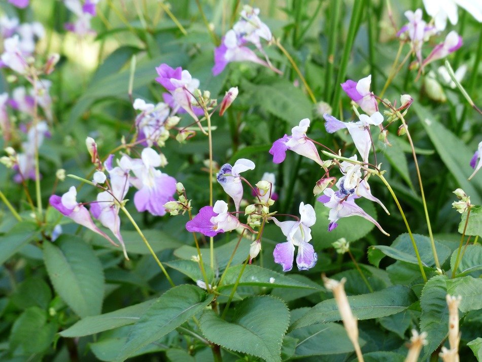 balfour jewelweed flower close-up on blurred background