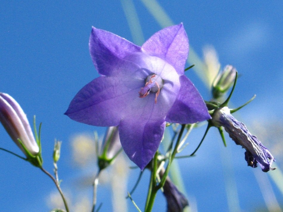 purple wild flower against a blue sky