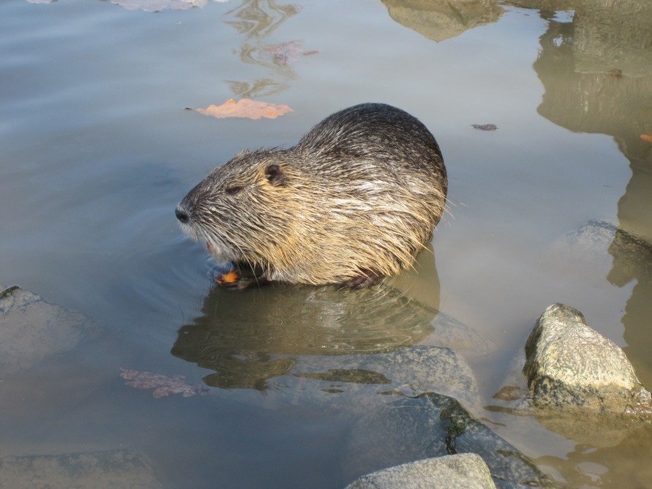 terrific beaver