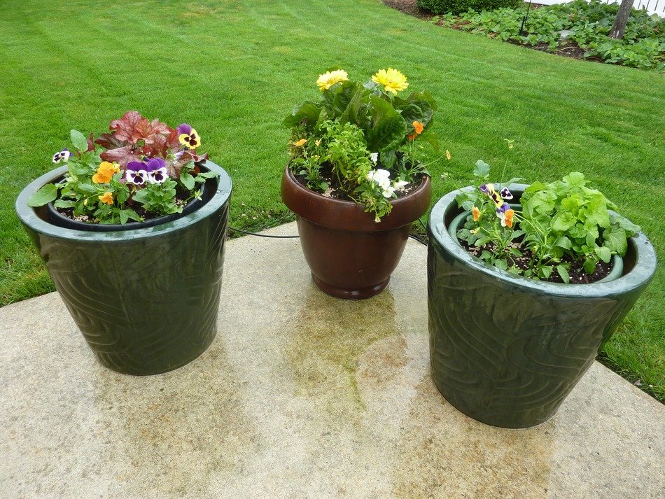 decorative potted flowers in the courtyard