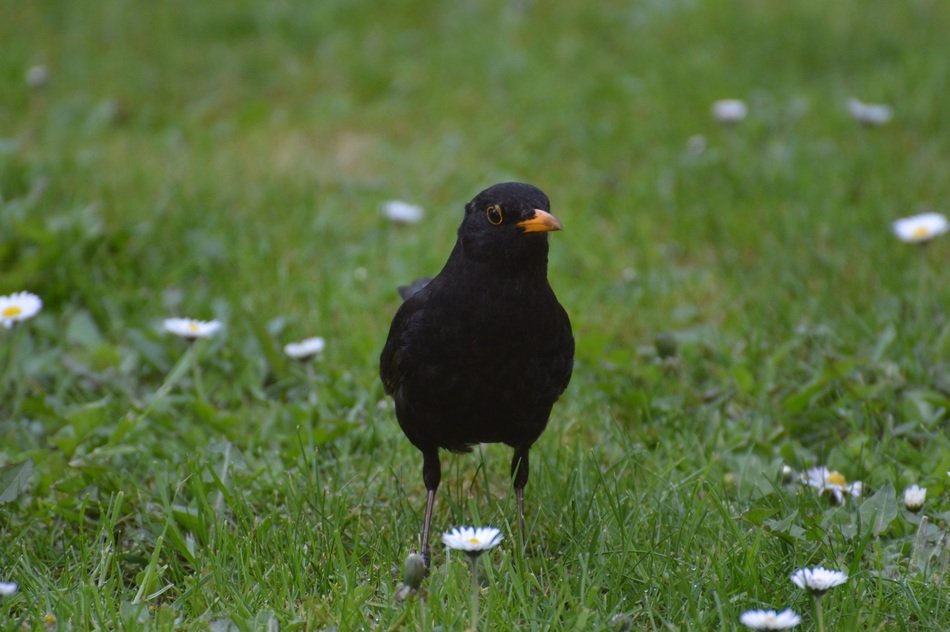 blackbird in nature