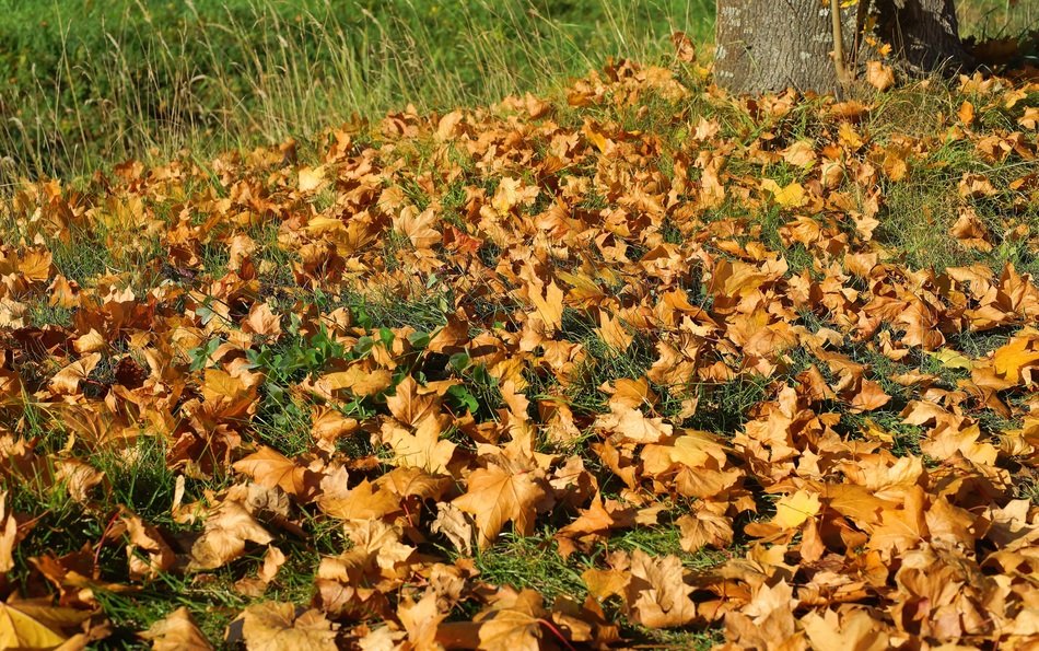 autumn dry leaves on the meadow