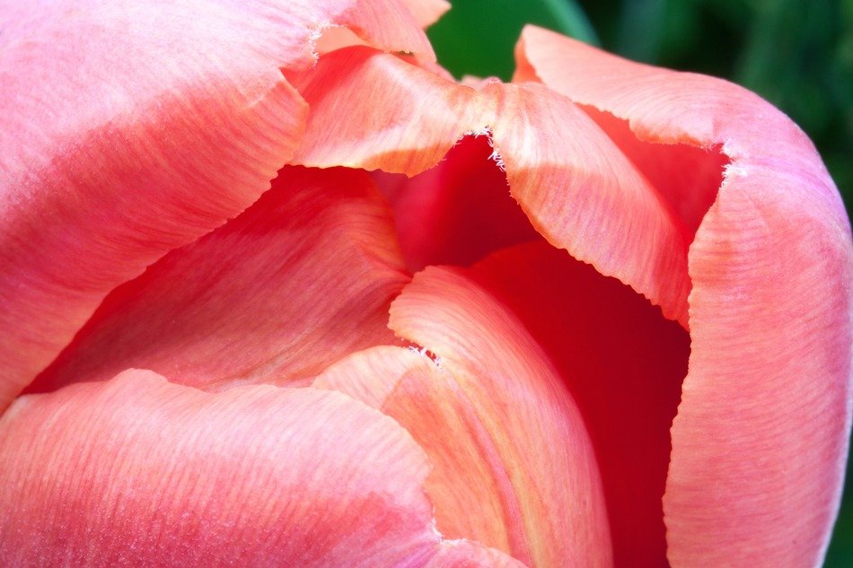 tulip lily flowers