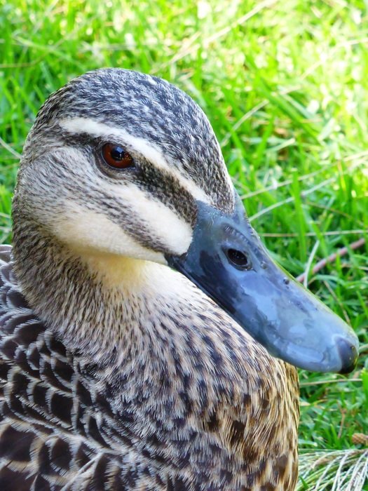 spotted duck on green grass