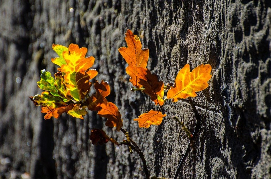 leaves colorful season autumn
