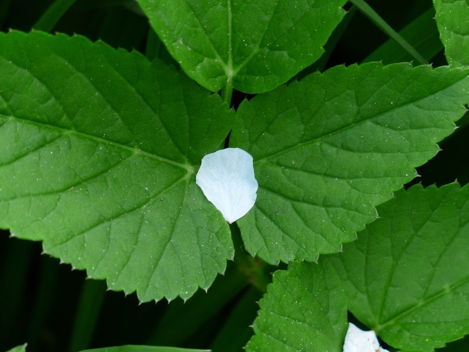 white petal of ganguly closeup on leaves